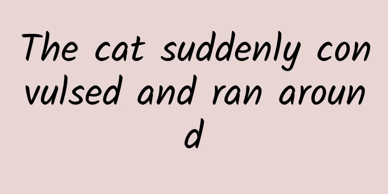 The cat suddenly convulsed and ran around