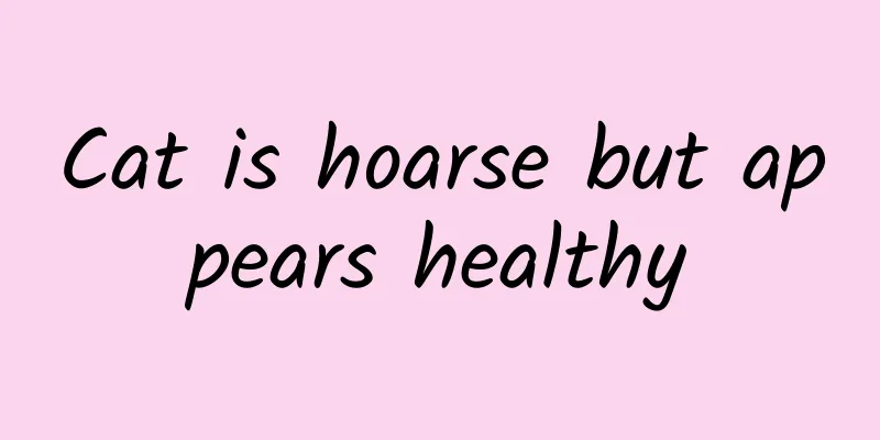 Cat is hoarse but appears healthy