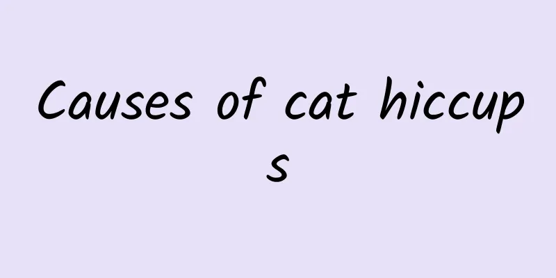Causes of cat hiccups