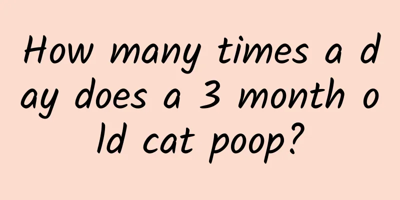 How many times a day does a 3 month old cat poop?