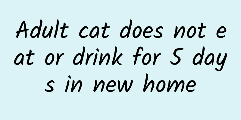 Adult cat does not eat or drink for 5 days in new home
