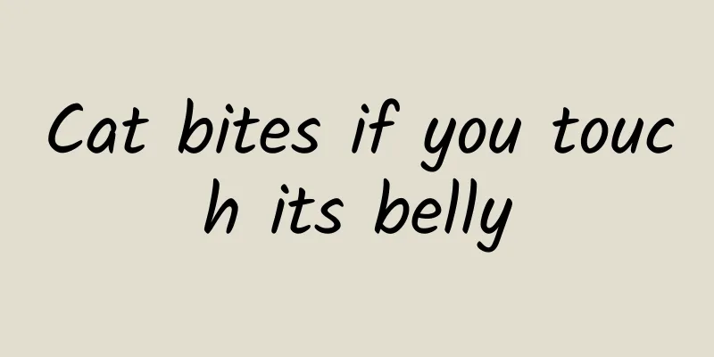 Cat bites if you touch its belly
