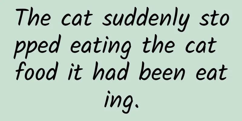 The cat suddenly stopped eating the cat food it had been eating.