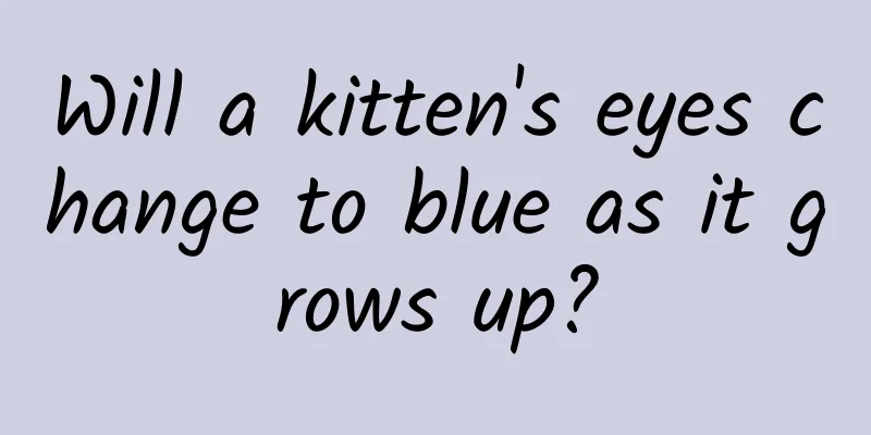 Will a kitten's eyes change to blue as it grows up?