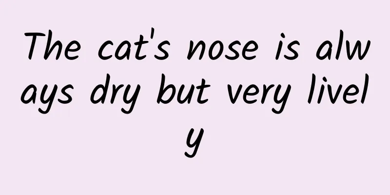 The cat's nose is always dry but very lively