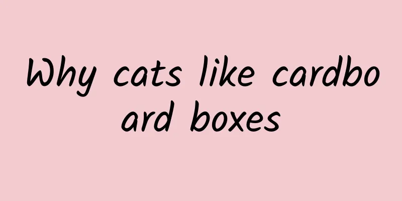 Why cats like cardboard boxes