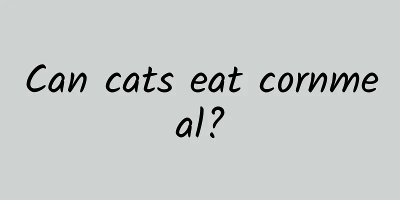 Can cats eat cornmeal?