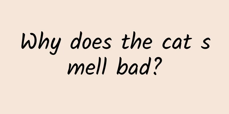 Why does the cat smell bad?