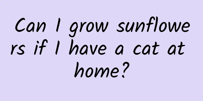 Can I grow sunflowers if I have a cat at home?