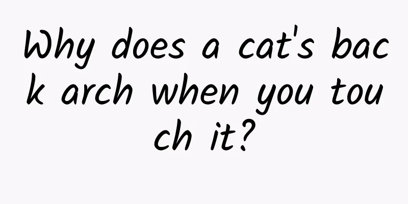 Why does a cat's back arch when you touch it?