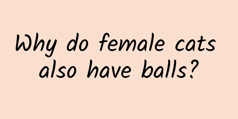 Why do female cats also have balls?