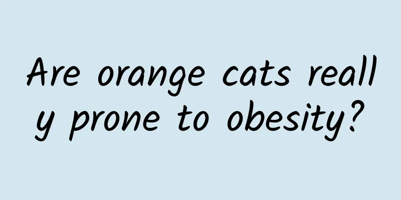 Are orange cats really prone to obesity?