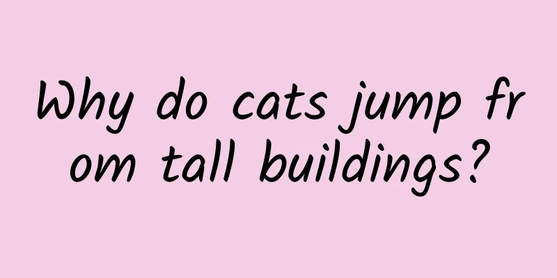 Why do cats jump from tall buildings?