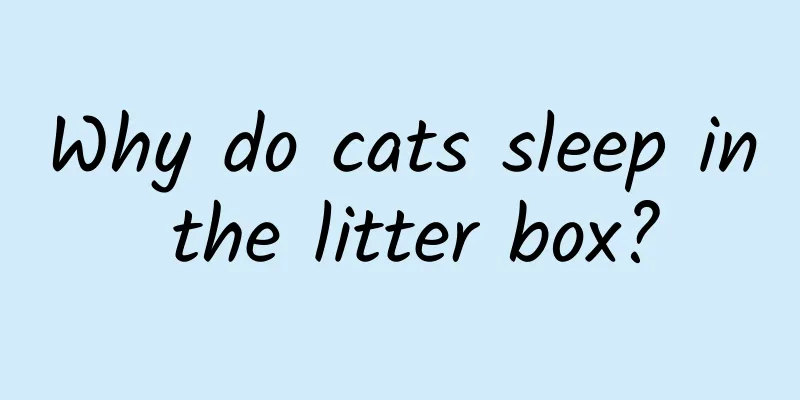 Why do cats sleep in the litter box?