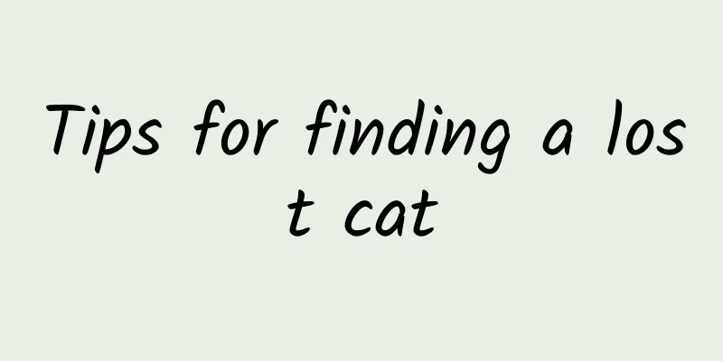Tips for finding a lost cat