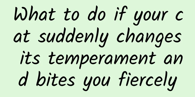 What to do if your cat suddenly changes its temperament and bites you fiercely