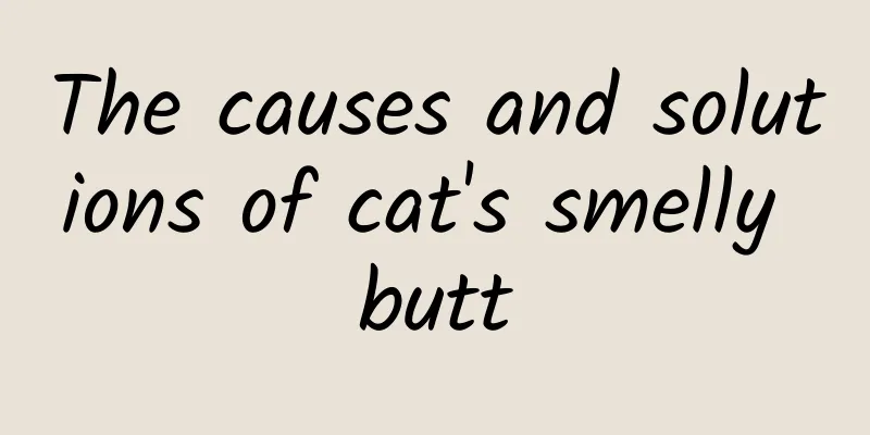 The causes and solutions of cat's smelly butt