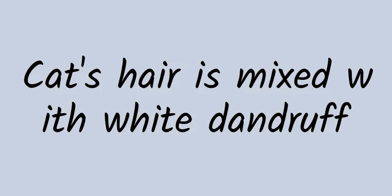 Cat's hair is mixed with white dandruff