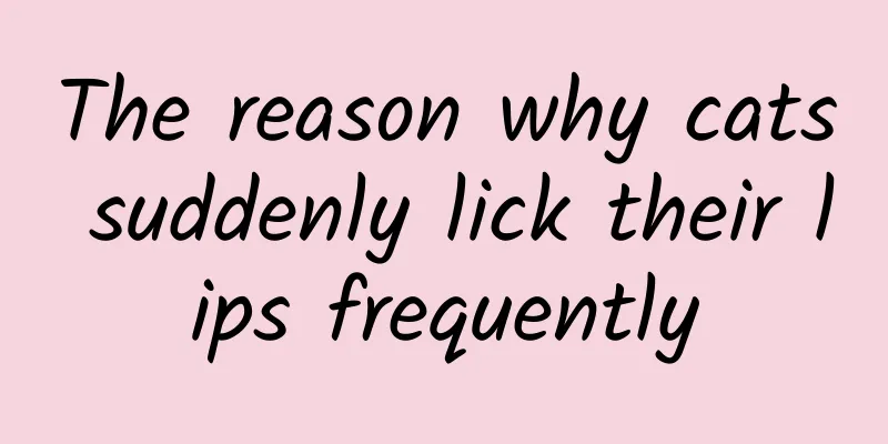 The reason why cats suddenly lick their lips frequently