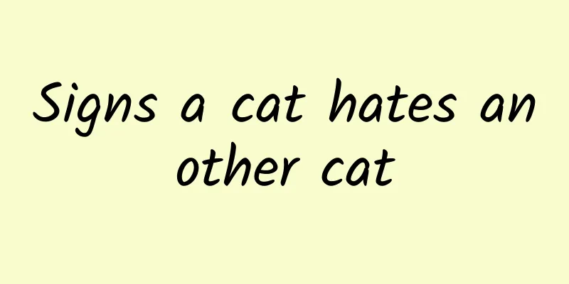 Signs a cat hates another cat