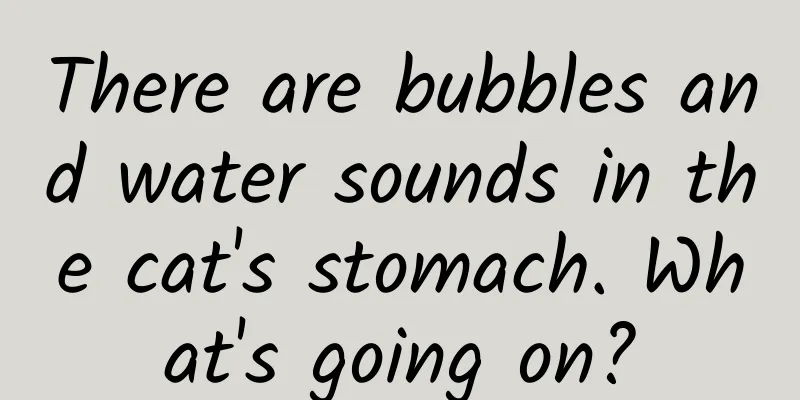 There are bubbles and water sounds in the cat's stomach. What's going on?
