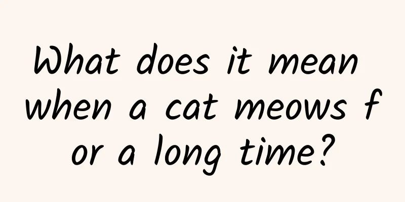 What does it mean when a cat meows for a long time?