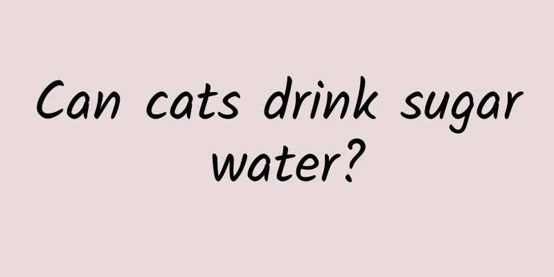 Can cats drink sugar water?