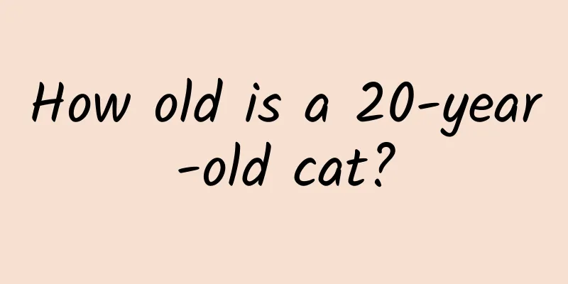 How old is a 20-year-old cat?