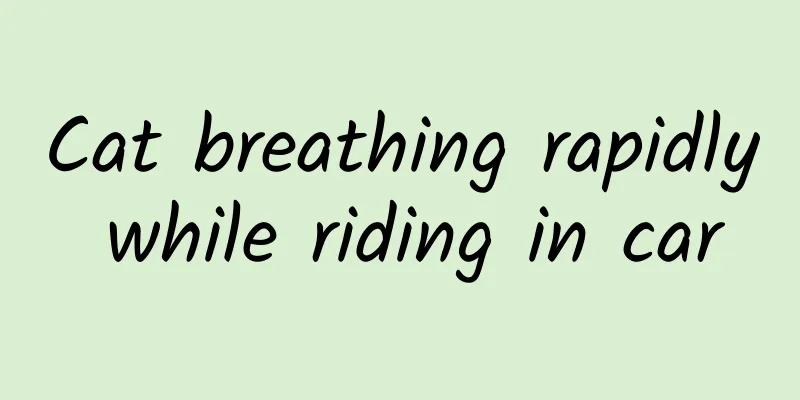 Cat breathing rapidly while riding in car