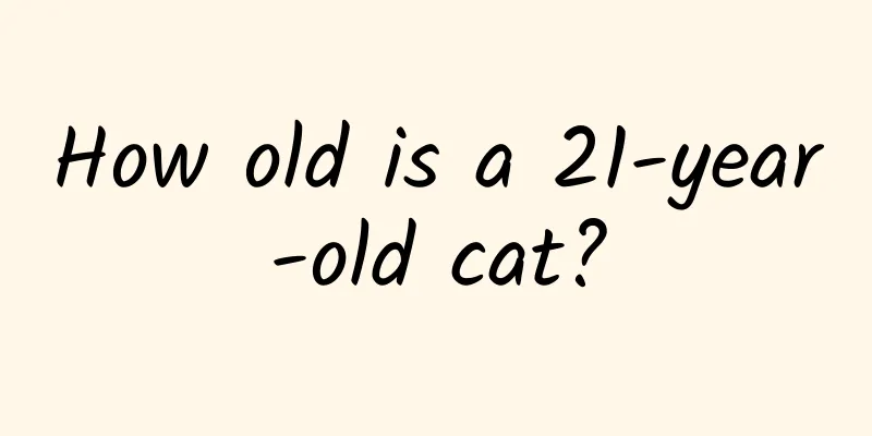 How old is a 21-year-old cat?