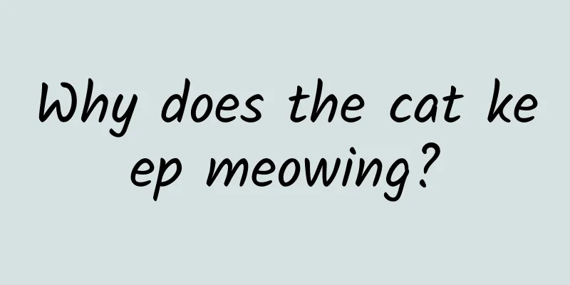 Why does the cat keep meowing?