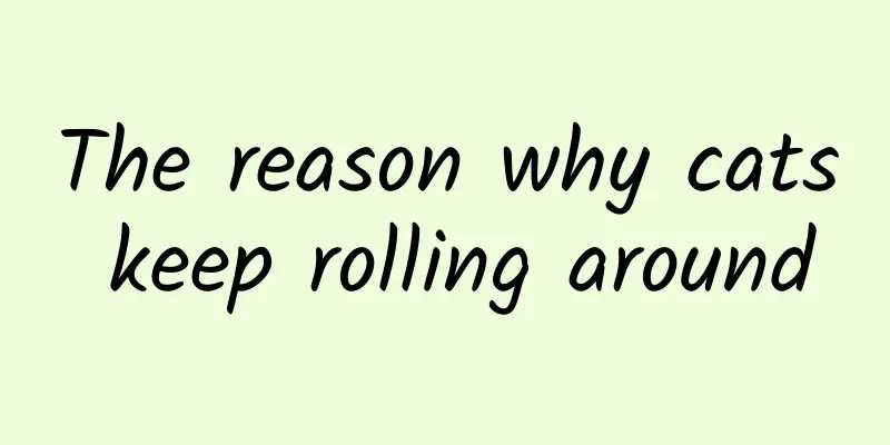 The reason why cats keep rolling around