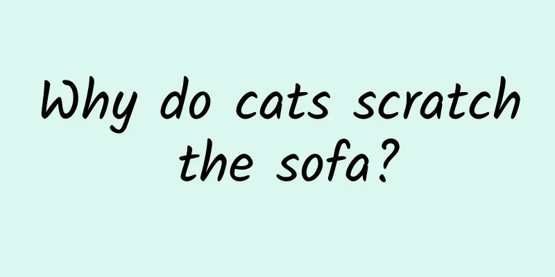 Why do cats scratch the sofa?