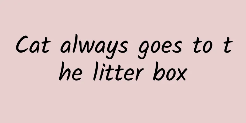 Cat always goes to the litter box