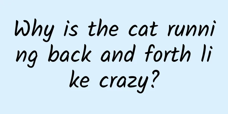 Why is the cat running back and forth like crazy?