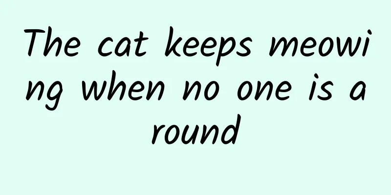 The cat keeps meowing when no one is around