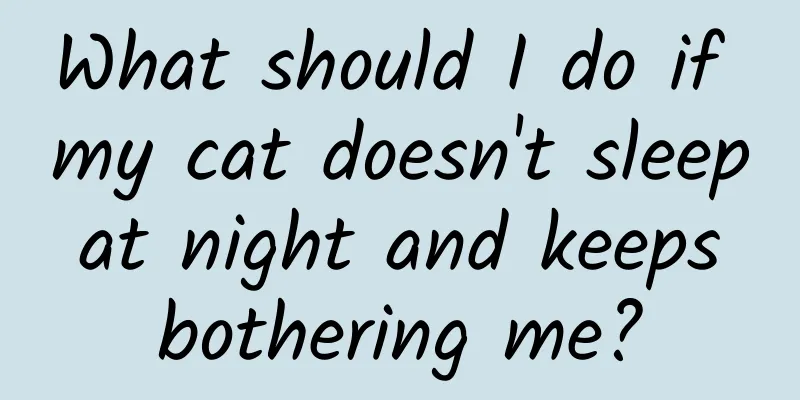 What should I do if my cat doesn't sleep at night and keeps bothering me?