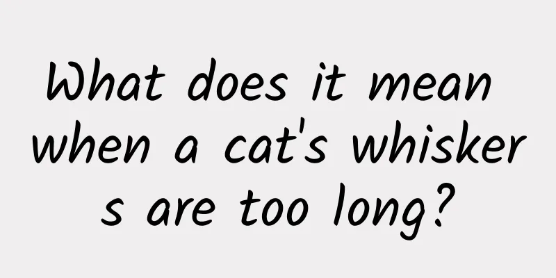 What does it mean when a cat's whiskers are too long?