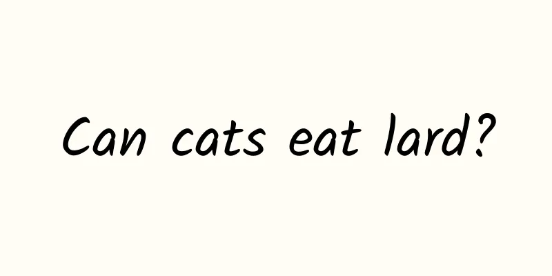 Can cats eat lard?