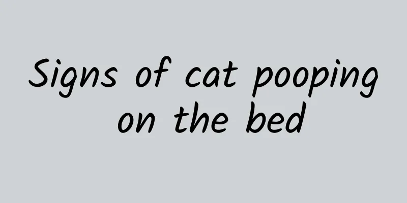 Signs of cat pooping on the bed