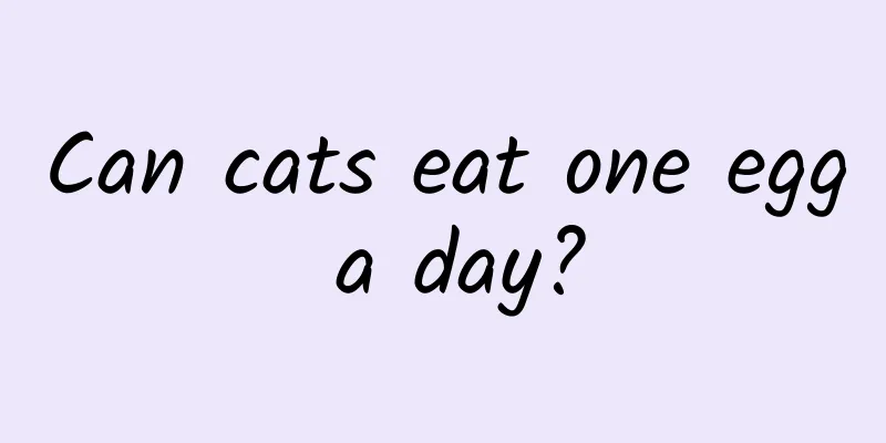 Can cats eat one egg a day?