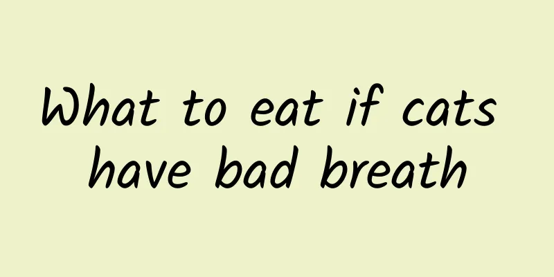 What to eat if cats have bad breath