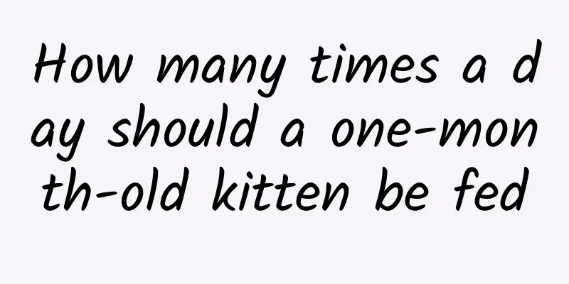 How many times a day should a one-month-old kitten be fed