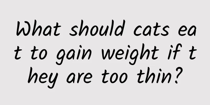 What should cats eat to gain weight if they are too thin?