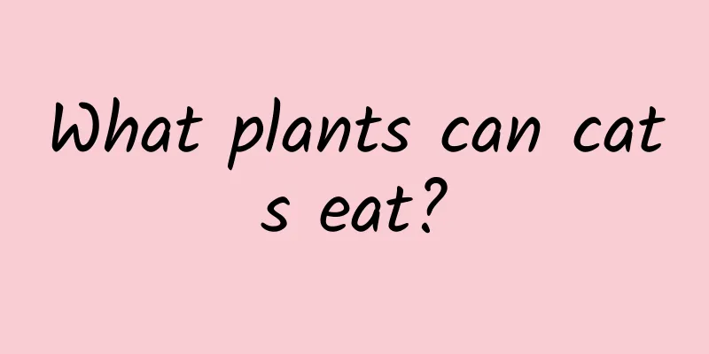 What plants can cats eat?