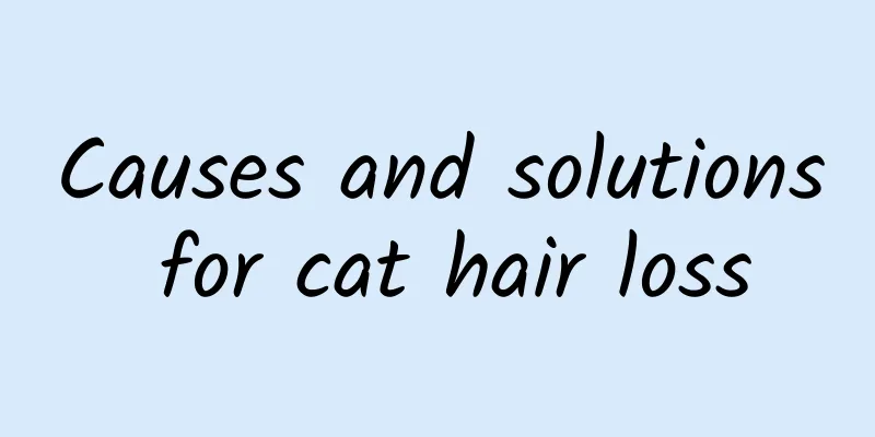 Causes and solutions for cat hair loss