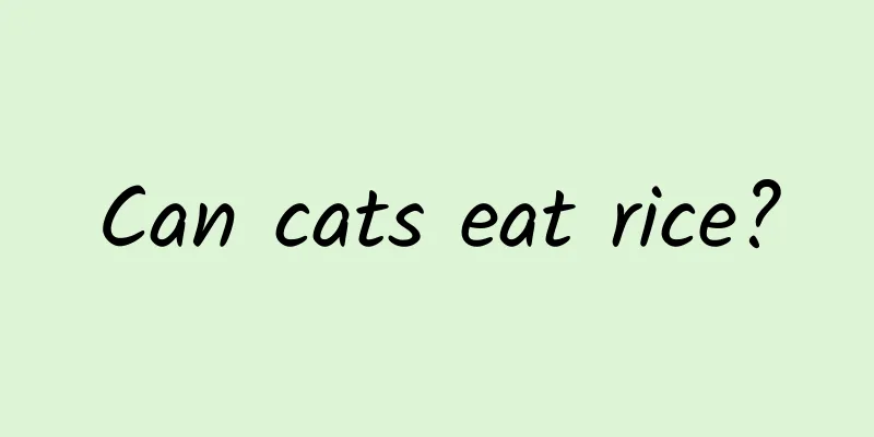 Can cats eat rice?