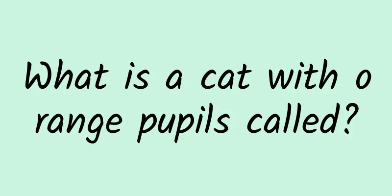 What is a cat with orange pupils called?