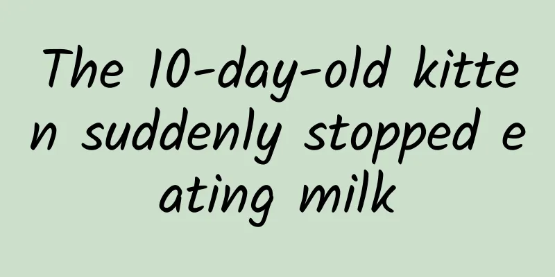 The 10-day-old kitten suddenly stopped eating milk