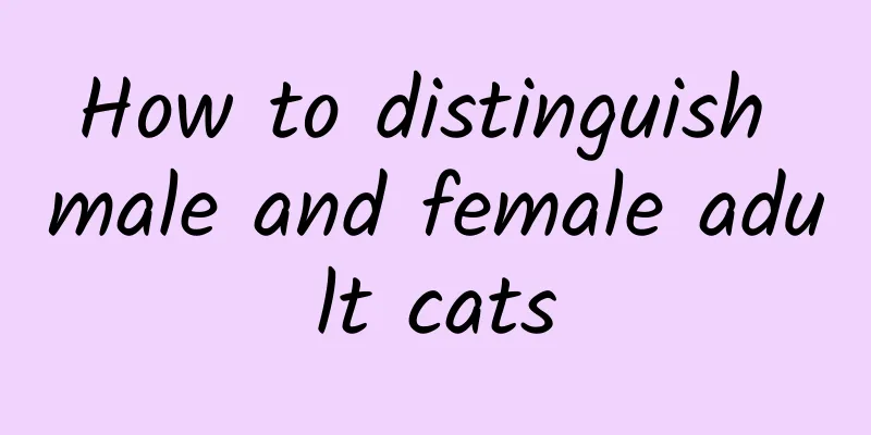How to distinguish male and female adult cats